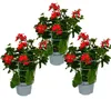 Französische Geranien hängend Pelargonium peltatum Ville de Produktbild-Vorschau 1