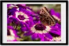 Bild 60x40 MDF-Rahmen, Wandkunst Schmetterling auf einer Produktbild-Vorschau 1