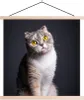 MuchoWow® Textilposter Katze - Augen - Licht 40x40 cm mit Produktbild-Vorschau 1
