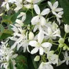 Clematis armandii Anteprima dell’immagine prodotto 7