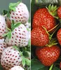 BALDUR Garten 9er Erdbeeren-Raritäten-Kollektion', Pflanzen Produktbild-Vorschau 1