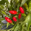 Piments italiens séchés entiers, 100 g Voir les images du produit 2