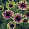 Stauden Gänge 1 x Echinacea purpurea 'Green Twister' - Bunt Produktbild-Vorschau 1
