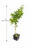 Nova Mandarine kernlos 120–150 cm – Mandarinenbaum für Produktbild-Vorschau 5
