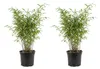 Bloomique - Lot de 2 - Fargesia Nitida Gansu - Plante Voir les images du produit 1