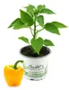 Enseleits 2er Set Gelbe Paprika Pflanze, Paprikapflanzen Produktbild-Vorschau 4