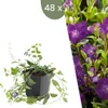 Plants by Frank | 48 Plantes de pervenche pourpre | Vinca Voir les images du produit 1