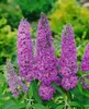 Buddleja davidii 'Ile de France', Schmetterlingsflieder, Produktbild-Vorschau 3