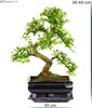 Bonsai Baum mit Keramik Blumentopf - Ligustrum, Ficus, Produktbild-Vorschau 4