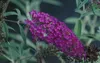 Buddleja dav. 'Nanho Purple' - Schmetterlingsstrauch 40- 60 Produktbild-Vorschau 2