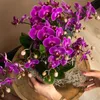 Orchidées Colibri | Orchidée Phalaenopsis violette - Voir les images du produit 6