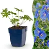 Green boutiQ - Plante vivace - Géranium Johnson's Blue - Voir les images du produit 1