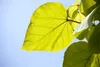 Catalpa bignonioides, Trompetenbaum, 40–60 cm, ca. 12 cm Produktbild-Vorschau 4
