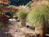 Stauden Gänge 3 x Miscanthus sinensis 'Adagio' im 1 Liter Produktbild-Vorschau 4