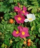 Rosa rugosa, Apfelrose, pink, 30–40 cm Produktbild-Vorschau 5