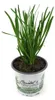 Enseleits Schnittknoblauch,Allium tuberosum, Frische Produktbild-Vorschau 1