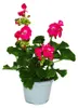 Pelargonio eretto - Pelargonium zonale - vaso da 12 cm - Anteprima dell’immagine prodotto 2