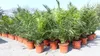2 Stück Palme XXL 180 cm Phoenix canariensis, kanarische Produktbild-Vorschau 3