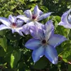 Clematis Misayo 2L Náhled obrázku produktu 5