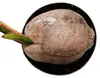 Echte Kokospalme - Cocos nucifera - mit echter Kokosnuss - Produktbild-Vorschau 5