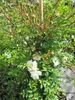 Kletterrose Niagara Falls® - weiß - Duft+ - Waterfall-Rose Produktbild-Vorschau 2
