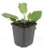 Zier-Salbei (Salvia nemorosa 'Mainacht') - Topfgröße 9 cm - Produktbild-Vorschau 5