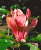 Magnolia liliiflora 'Nigra', Purpur-Magnolie, Produktbild-Vorschau 6