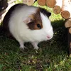 Relaxdays Nagerbrücke Holz, Tunnel für Kleintierkäfig, Produktbild-Vorschau 5