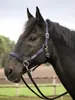 Halfter RIDING, Farbe:schwarz, Groesse:WB Produktbild-Vorschau 6