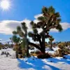 Exotensamen - 5er Pack - Winterhart - Yucca Brevifolia - Produktbild-Vorschau 4
