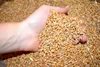 karton-billiger 25 kg Weizen Futterweizen Geflügelfutter Produktbild-Vorschau 4