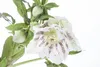 Helleborus x orientalis 'Ballard', Lenzrose, ca. 11x11 cm Produktbild-Vorschau 3