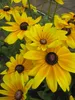 Rudbeckia - Sunbeckia ® Maya - Sonnenhut Sunbeckia ® Maya Produktbild-Vorschau 1