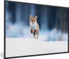 MuchoWow® MuchoWow® Gerahmtes Poster Fuchs - Schnee - Produktbild-Vorschau 1