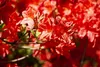 Rhododendron luteum 'Fireball', gelb-orange, 40–50 cm Produktbild-Vorschau 1