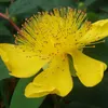 6 x Erba di San Giovanni - Hypericum calycinum | vaso 9 cm Anteprima dell’immagine prodotto 1