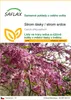 SAFLAX - Strom lásky / strom srdce - Cercis siliquastrum - Náhled obrázku produktu 1