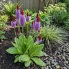 6x Primula vialii Staude rotviolett, winterhart, 20 cm Produktbild-Vorschau 3