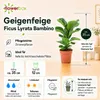 Geigenfeige - pflegeleichte Zimmerpflanze, Ficus Lyrata Produktbild-Vorschau 6