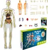 A product image displaying a human anatomy model and its components, along with packaging, on a white background. Anteprima dell’immagine prodotto