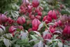 Euonymus alatus 'Compactus', Flügel-Spindelstrauch, 60–80 Produktbild-Vorschau 3