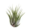 Gardners Tillandsia ionantha green Náhled obrázku produktu 5