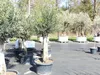 Olivenbaum Olive "60 Jahre" 200 - 240 cm, beste Qualität, Produktbild-Vorschau 4