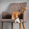 CanadianCat C11333, Katze, Katzenminze, Mehrfarbig, Produktbild-Vorschau 5