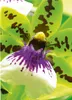 Avery Zweckform Photo Paper Premium 2559-20 DIN A4 250g ws Anteprima dell’immagine prodotto 14