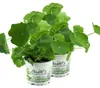Enseleits 2x Kapuzinerkresse,Tropaeolum majus,frische Produktbild-Vorschau 1