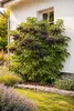 Holunder Haschberg 50–70 cm – Schwarzer Holunder (Sambucus Produktbild-Vorschau 4