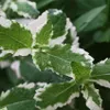 Menthe ananas- Mentha suaveolens variegata - Plante Voir les images du produit 4