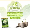 Wintererbse Sima | Markerbsensamen von FLORTUS Produktbild-Vorschau 3