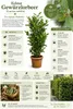 Echter Gewürzlorbeer Laurus nobilis 100–120 cm, winterhart Produktbild-Vorschau 2